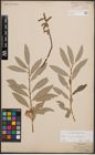 Foto von Salix cinerea L. x Salix eleagnos Scop.